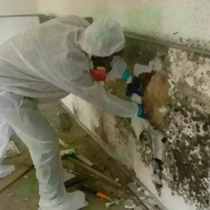 Mold Remediation and Removal in Quitman, MS